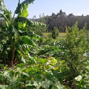 organic-pumpkin-field