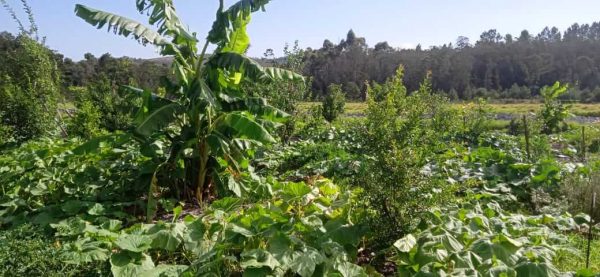 organic-pumpkin-field